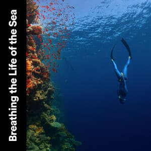 Breathing the Life of the Sea - Ocean & Sea Sounds