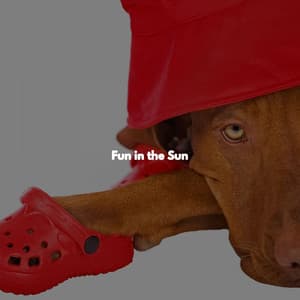 Fun in the Sun - Coffee Shop Playlist