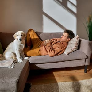 Melodías Caninas: Música Para El Entretenimiento De Perros - Océano en HD