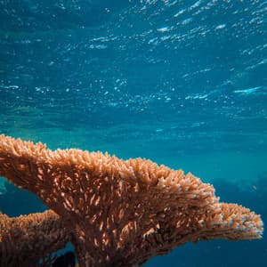 ASMR Nautical Noises: Tapping and Snapping for Oceanic Relaxation - Natural White Noise Relaxation