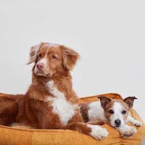 Peaceful Sounds for Pets for Serenity - Peaceful Harmonies