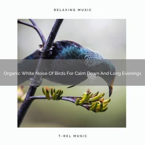 Organic White Noise Of Birds For Calm Down And Long Evenings - Organic Nature Sounds