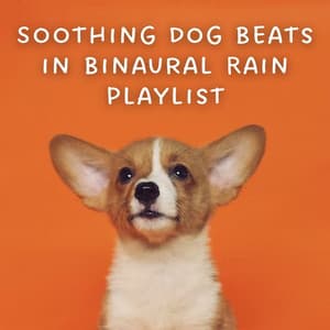 Soothing Dog Beats in Binaural Rain Playlist - Rain Ambience