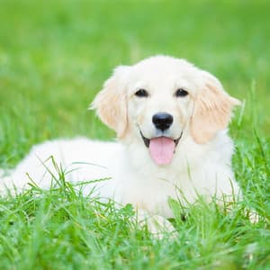 Pawsome Ambient Serenade: Rain Tunes for Peaceful Dog Moments - Peaceful Music