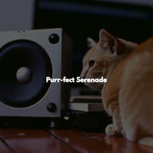 Purr-fect Serenade - Chillout Jazz