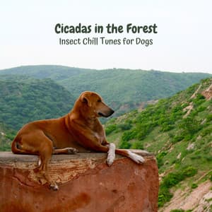Cicadas in the Forest: Insect Chill Tunes for Dogs - Relating Noises