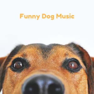 Funny Dog Music - Pet Music Therapy