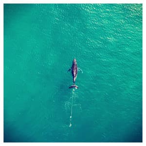 Serenity Spa Music Relaxation - Serenity Spa Music Relaxation