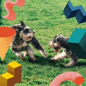 Quartet Jazz - Background Music for Doggy Rest - Doggy Relaxing Sounds