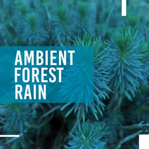 Ambient Forest Rain - Rain Sounds & Nature Sounds