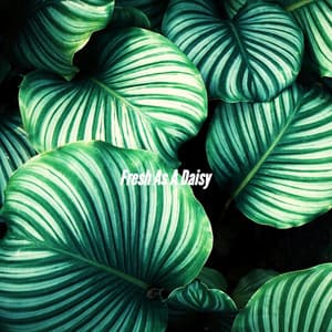 Fresh As A Daisy - Sunday Morning Jazz