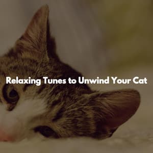 Relaxing Tunes to Unwind Your Cat - Elevator Music Group