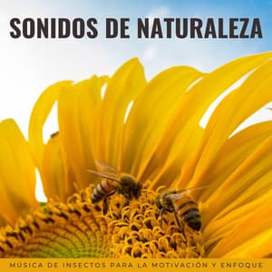 Sonidos De Naturaleza: Música De Insectos Para La Motivación Y Enfoque - Grabaciones de la madre naturaleza