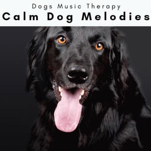 4 Dogs: Calm Dog Melodies - Dogs Music Therapy