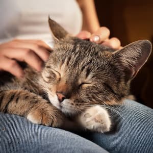 Armonía Para Mascotas: Hip Hop Para Compañeros - Guerrero de Sonido