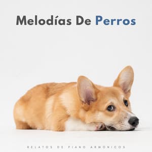 Melodías De Perros: Relatos De Piano Armónicos - Relajación Piano