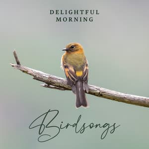 Delightful Morning Birdsongs - Calm Singing Birds Zone