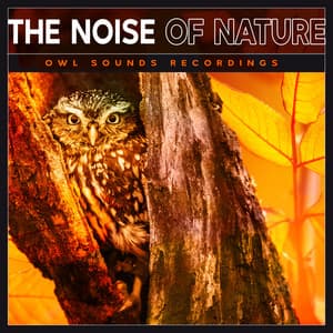 The Noise of Nature - Owl Sounds Recordings