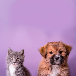 Compañeros Relajados: Música Para Mascotas - Buena Mañana