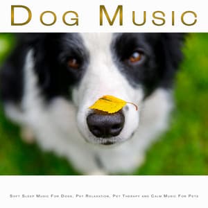 Dog Music: Soft Sleep Music For Dogs, Pet Relaxation, Pet Therapy and Calm Music For Pets - Sleeping Music For Dogs