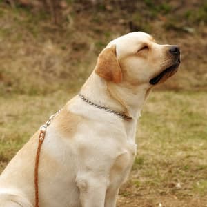 Dreamy Dog Days with Ambient Rain - Rained