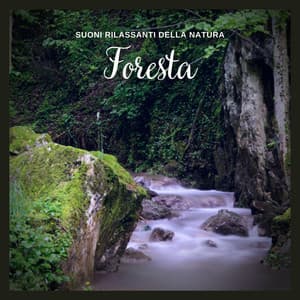 Suoni Rilassanti della Natura: Foresta - Musica Rilassante & Benessere