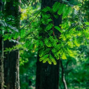 10,000 Frequencies: Timeless Zen Frequencies - White Noise Therapy