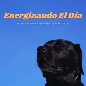 Energizando El Día De Su Mascota Con Sonidos Binaurales - Reiki para animales