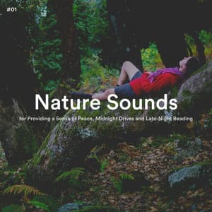 #01 Nature Sounds for Providing a Sense of Peace, Midnight Drives and Late-Night Reading - The Nature Soundscapes
