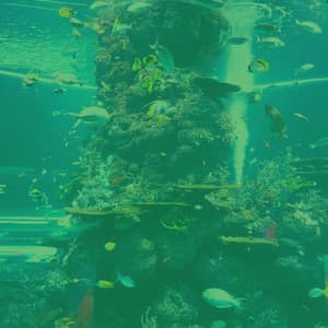 Piano and Glockenspiel - Background for REM Sleep - Musica Reiki