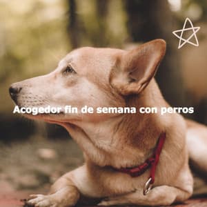 Acogedor fin de semana con perros - Chilled Morning Music