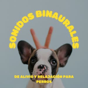 Sonidos Binaurales De Alivio Y Relajación Para Perros - Frecuencias de tierra y frecuencias de 432 Hz