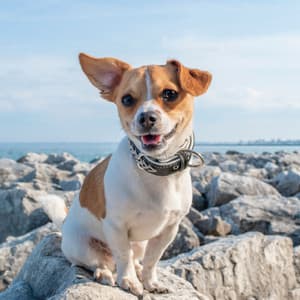 Echoes of Mans Best Friend - Relaxing Dog Music Beats