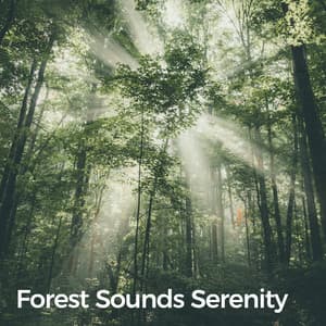 Forest Sounds Serenity - BLITZ