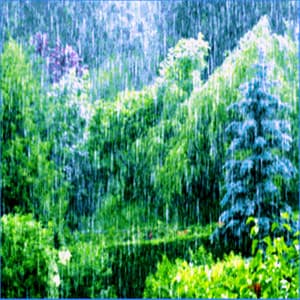 The Living Forest Rain - Rest & Relax Nature Sounds Artists
