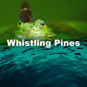 Whistling Pines - Birds In The Forest