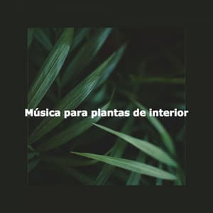 Música para plantas de interior - Jazz Vibe Duo