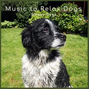 Sleepy Dogs - Music-to-Relax-Dogs