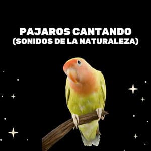 Pajaros Cantando - Medicina Relajante