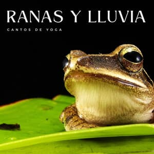 Ranas Y Lluvia: Cantos De Yoga - Lluvia de yoga