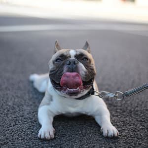 Pulsating Piano Jazz - Ambiance for Anxious Dogs - Dogs at Home