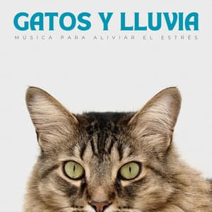 Gatos Y Lluvia: Música Para Aliviar El Estrés - Siempre Lloviendo
