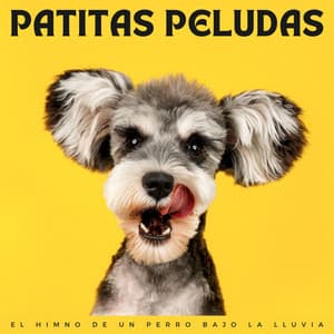 Patitas Peludas: El Himno De Un Perro Bajo La Lluvia - Lluvia en España