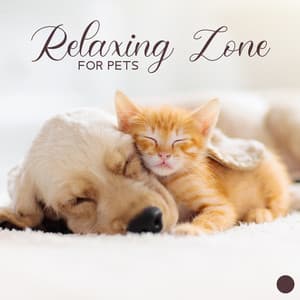 Relaxing Zone for Pets - Absolutely Relaxing Oasis
