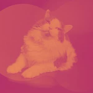Calming Your Cat - Cat Music Experience
