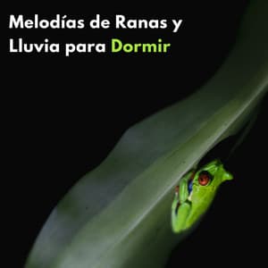 Melodías De Ranas Y Lluvia Para Dormir - Gotas de lluvia para dormir