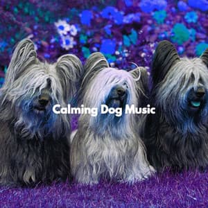 Calming Dog Music - Calming for Dogs