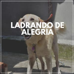 Ladrando De Alegría - Mascotas tranquilas