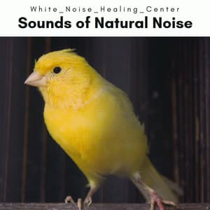 2 0 2 2 Sounds of Natural Noise - White Noise Healing Center