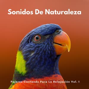Sonidos De Naturaleza: Pájaros Cantando Para La Relajación Vol. 1 - Aves del bosque sueco